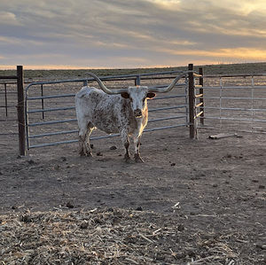 Meet your Posher, Menzie